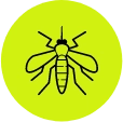 icon-aedes (2)